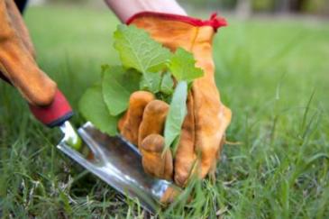 heitje voor karweitje tips onkruid wieden