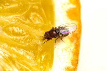 wat te doen tegen fruitvliegjes
