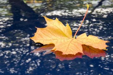 Herfstbladeren op een auto Herfstblad op de motorkap van een auto