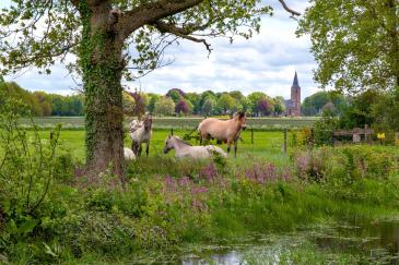 wandelingen-pieterpad wandelingen-pieterpad