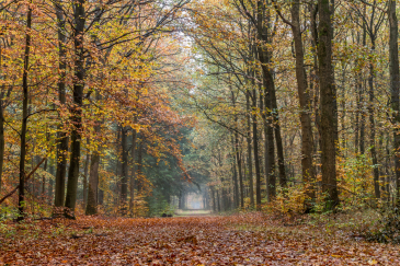 herfstvakantie in Nederland een nederlands bos in de herfst