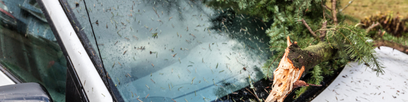 Afgebroken tak op autovoorruit