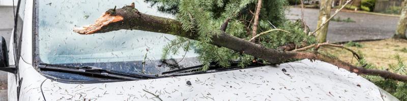 Afgebroken tak op autovoorruit