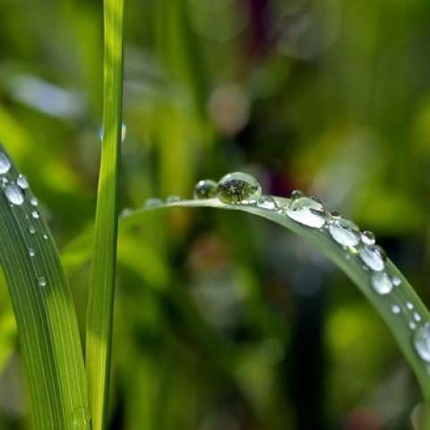 alternatieve geneeswijzen vergoeding 2021 groen blad met druppels