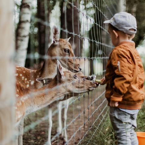 kind met hertje