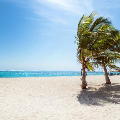 Strand met palmbomen