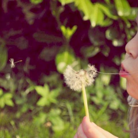 Meisje blaas tegen paardenbloem aan