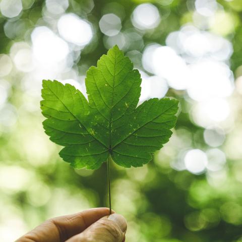 Milieuzone Antwerpen Groen blaadje