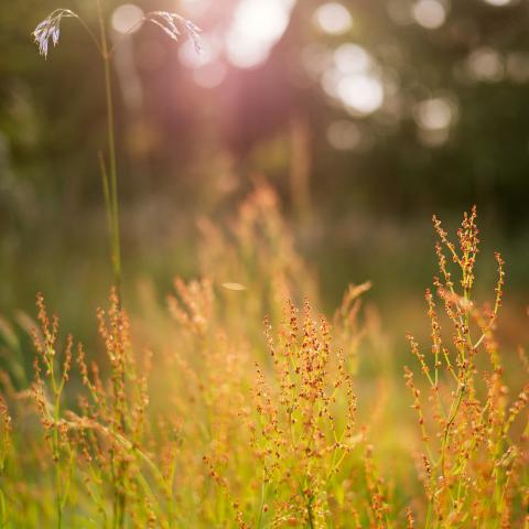 gras van buiten