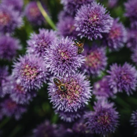 Bijen op een paarse bloem in de tuin