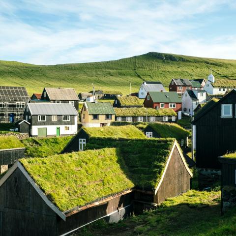 Groene daken voor duurzaamheid