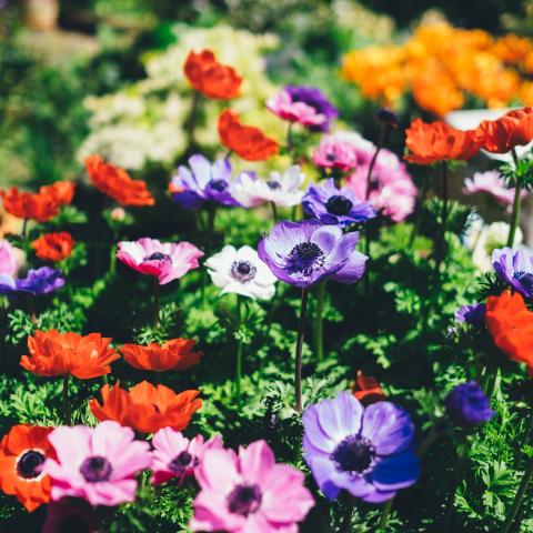 Kleurrijke bloemen in een duurzame tuin