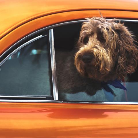 auto-raam-open-hond