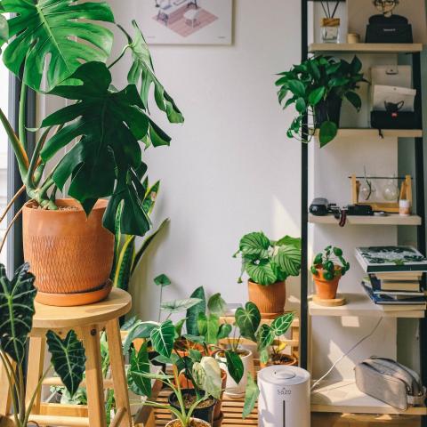 kamerplanten-groot-woonkamer kamerplanten-groot-woonkamer
