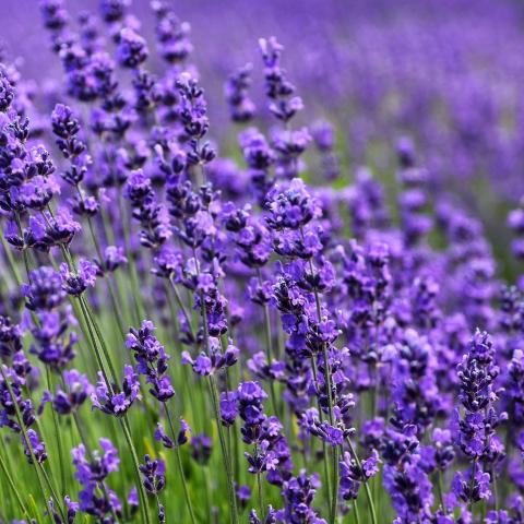 lavendel-plant-tuin