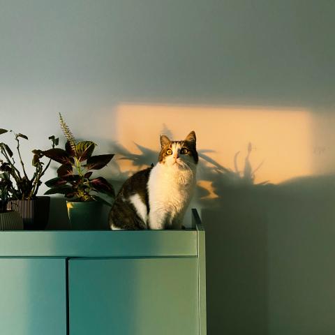 Tips voor kattenbezitters Tips voor kattenbezitters