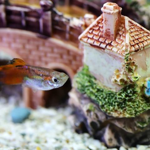 Aquarium Aquarium