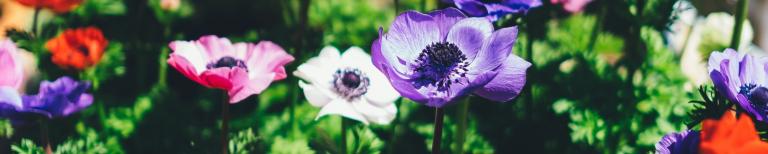 Kleurrijke bloemen in een duurzame tuin