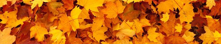 Herfst 2023 Herfstactiviteiten 2023