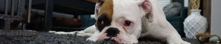 Schuldig kijkende hond in woonkamer