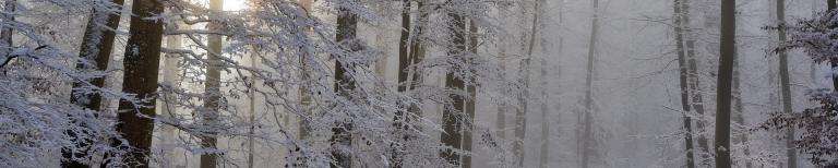 Winters Weekend Weg Winterlandschap